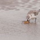 20191009 - St. Peter-Ording - _U8A2095