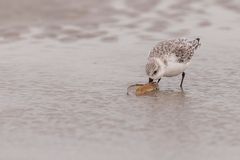 20191009 - St. Peter-Ording - _U8A2095