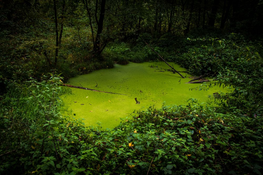 20191010P1020336 Grüner See Foto & Bild natur, naturereignisse