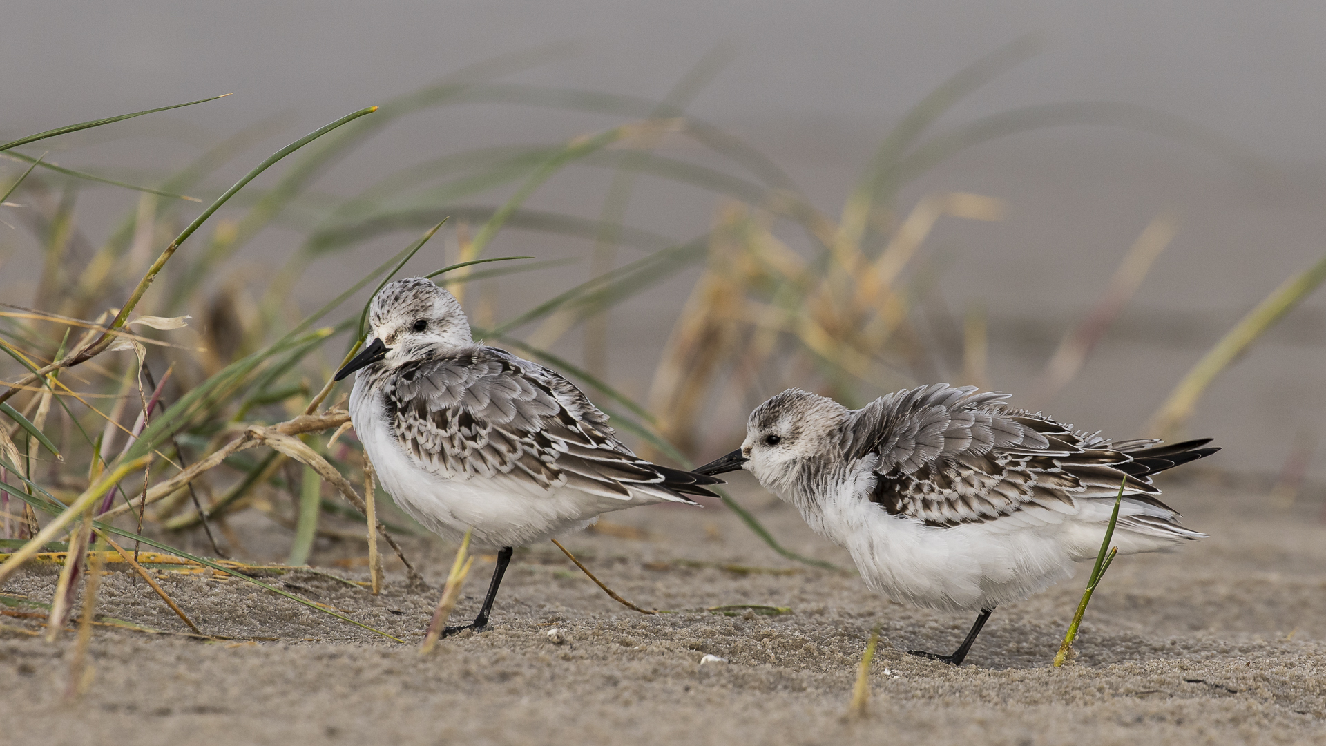 20191010 - St. Peter Ording - CS8A2446