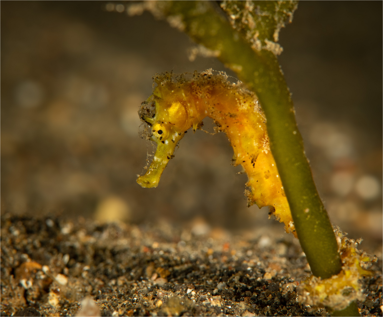 20191229 Lembeh 2019 1696-Bearbeitet