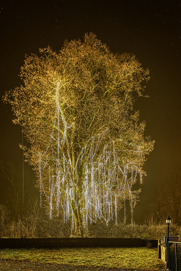 20191230_Weihnachtsbaum_Luetisburg