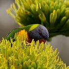 2019_Australien_Vogel