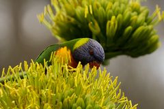 2019_Australien_Vogel