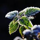 2019_Herbstfrost_HBW_9176_b