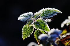 2019_Herbstfrost_HBW_9176_b