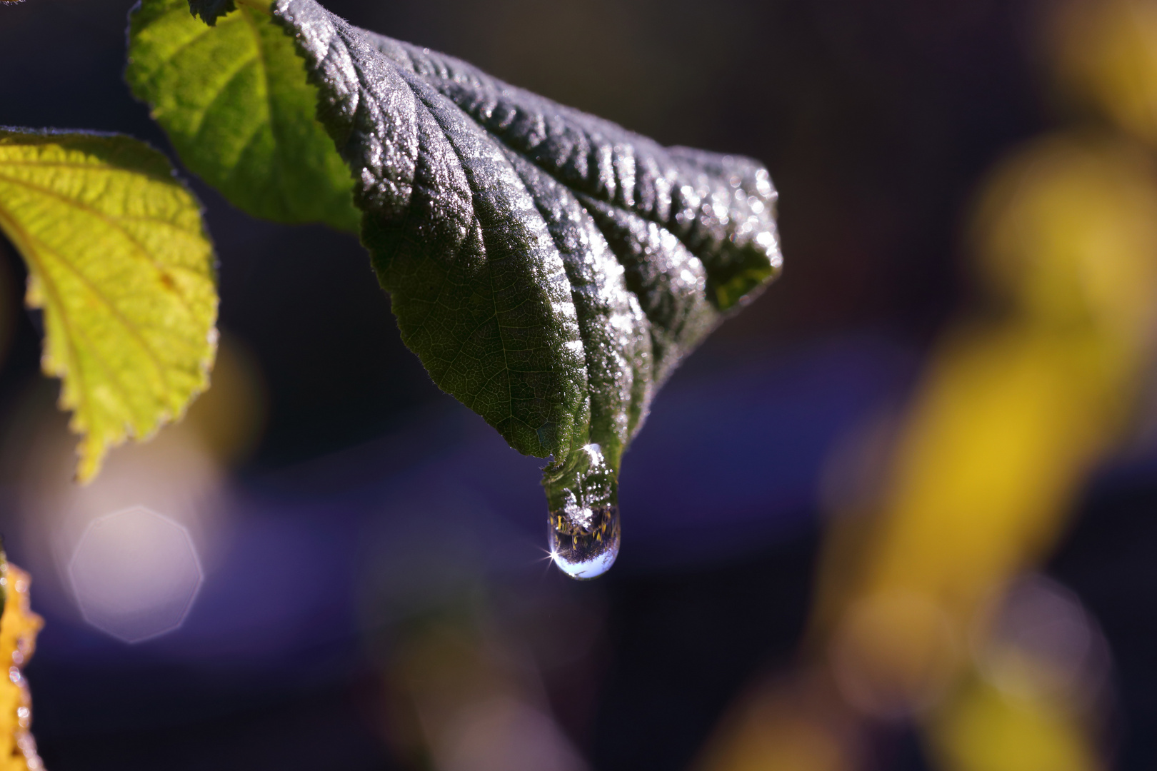 2019_Herbstfrost_HBW_9187_b