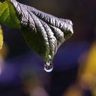 2019_Herbstfrost_HBW_9187_b