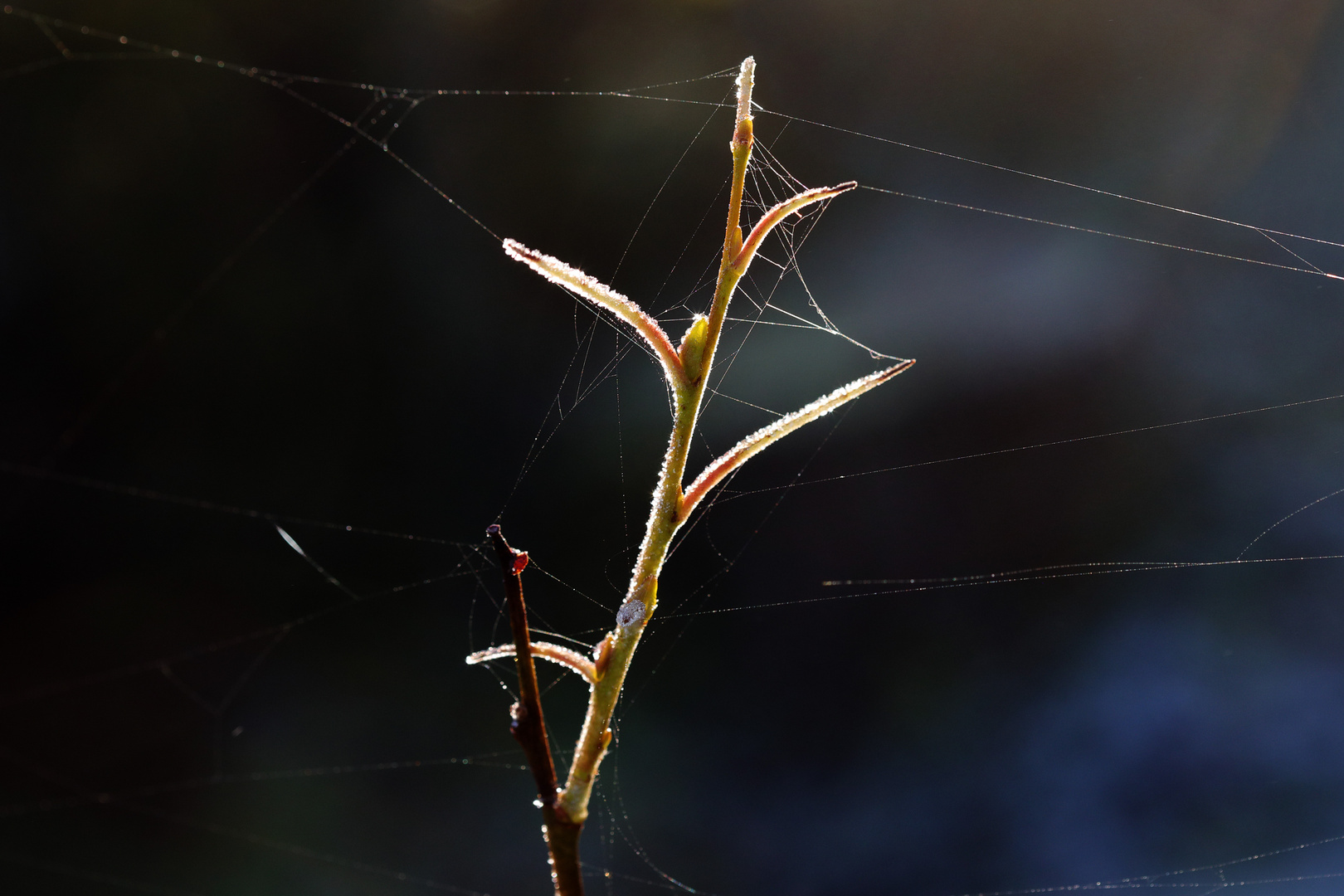 2019_Herbstfrost_HBW_9245_b