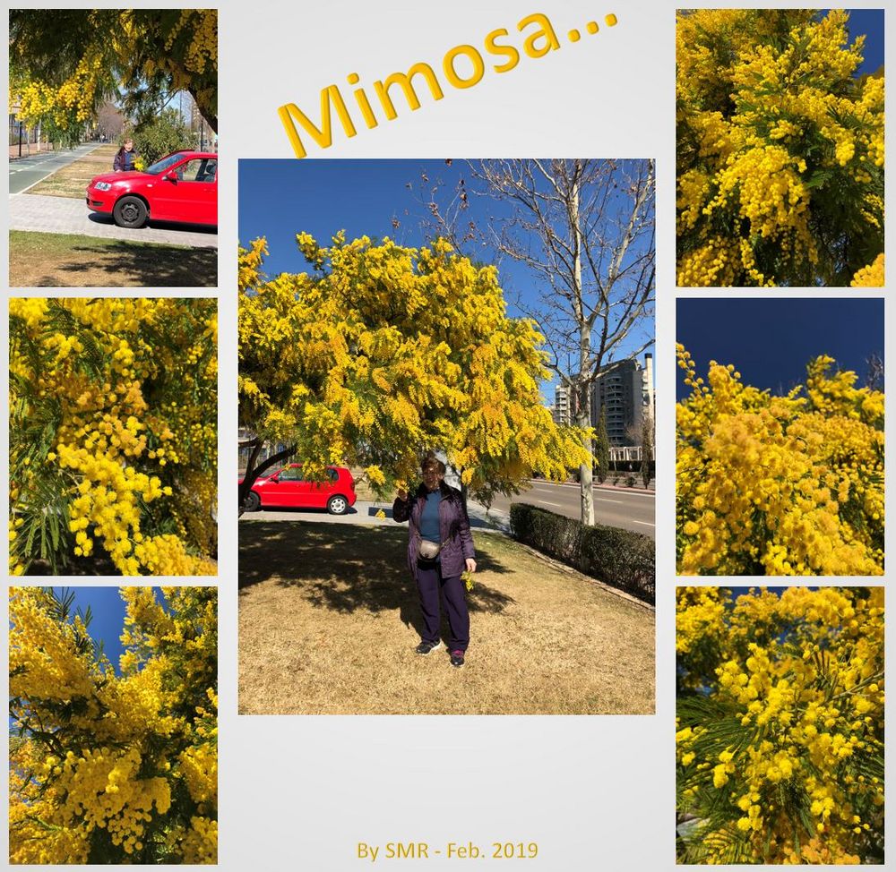 2019_mimosa