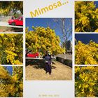 2019_mimosa