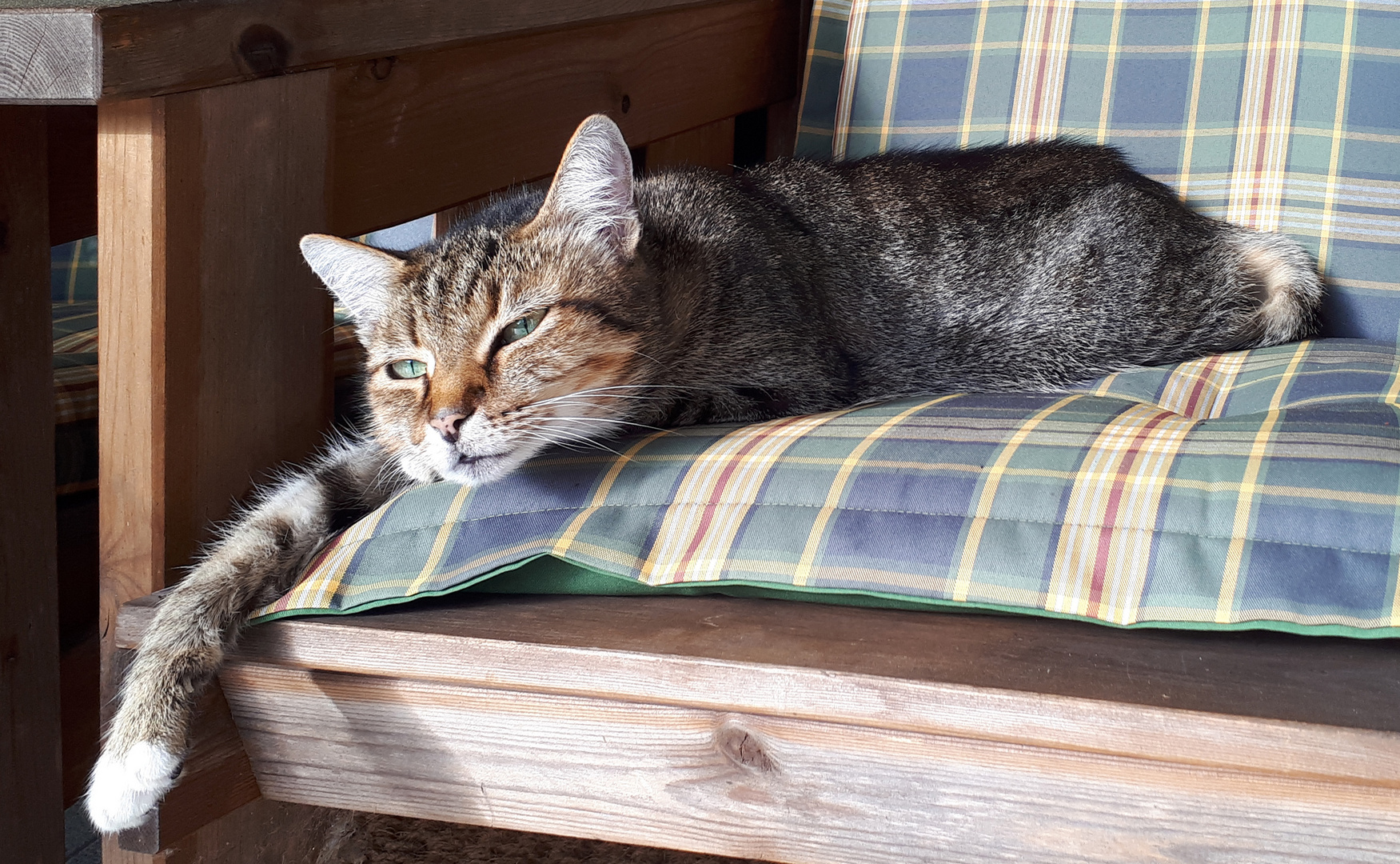 2019_Nachbars_Katze Foto & Bild natur, katze, katzen Bilder auf