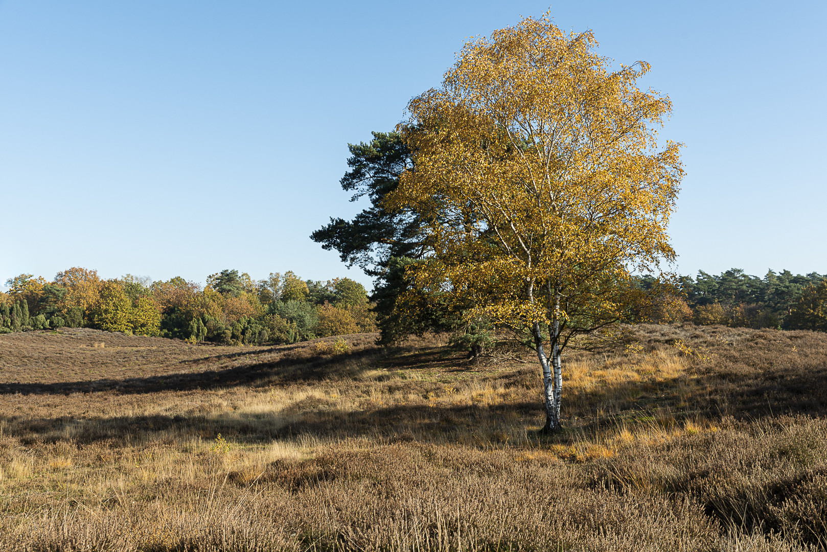 2019_Westruper_Heide