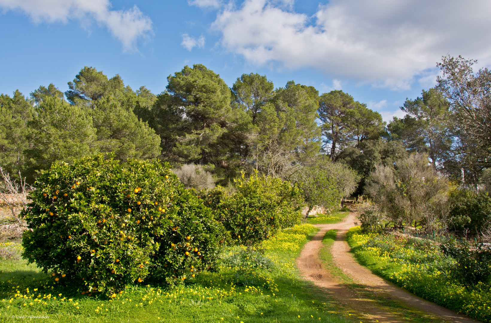 2020-01-12 Ibiza / En el campo