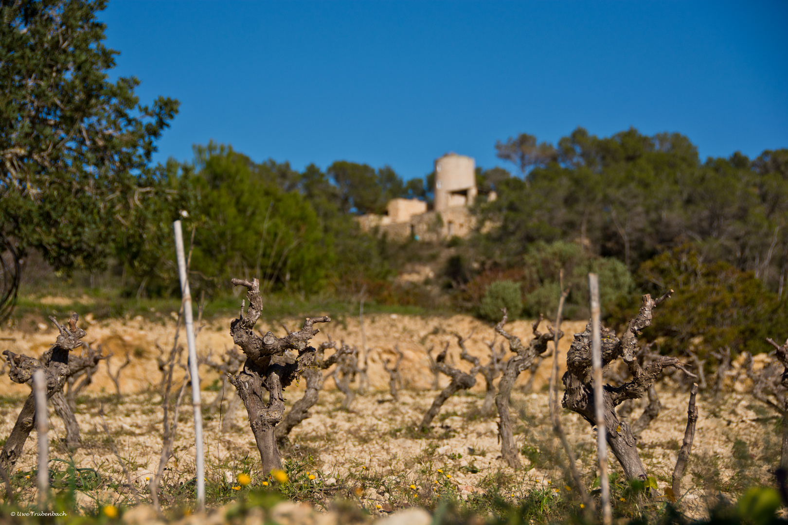 2020-01-31 Ibiza / Im Tal von Santa Agnès de Corona