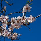 2020-01-31 Ibiza / Mandelblüte im Tal von Santa Agnès de Corona