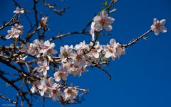 2020-01-31 Ibiza / Mandelblüte im Tal von Santa Agnès de Corona