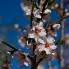 2020-01-31 Ibiza / Mandelblüte im Tal von Santa Agnès de Corona