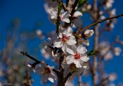 2020-01-31 Ibiza / Mandelblüte im Tal von Santa Agnès de Corona