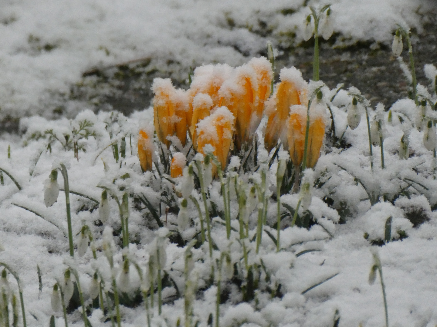 2020-02-29-Krokusse im Schnee