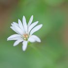 2020-05-17 16_22 Blumen_DSC4948