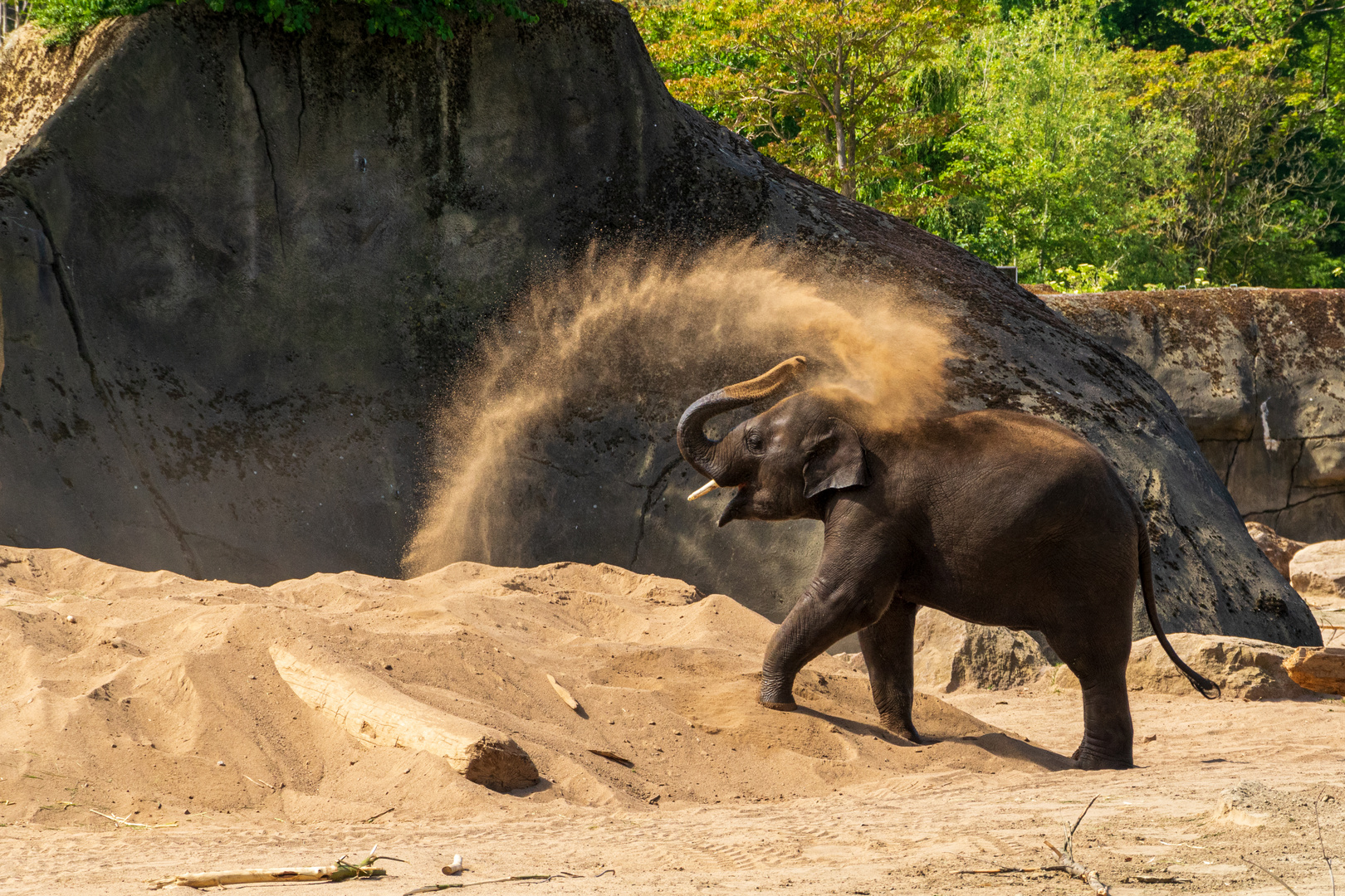 2020-05-19 Kölner Zoo 113