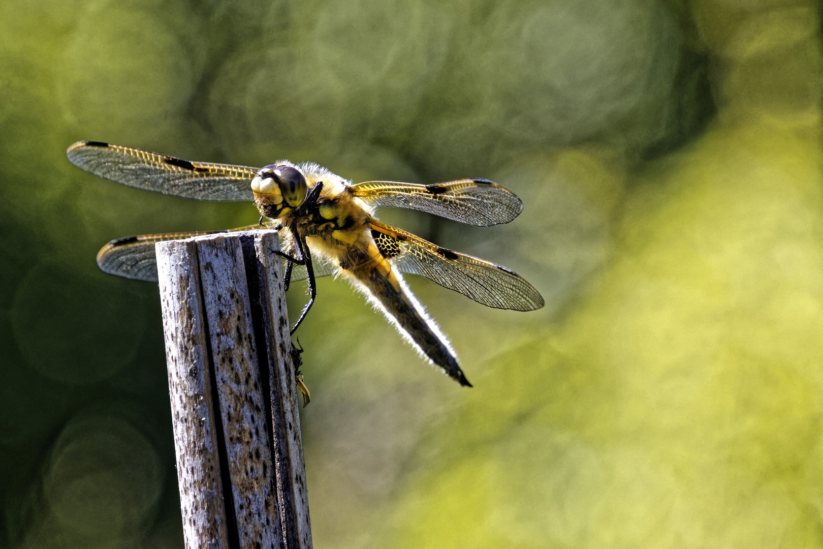 - 2020-06-01 - 8410 - Libelle beim Sonnenbad