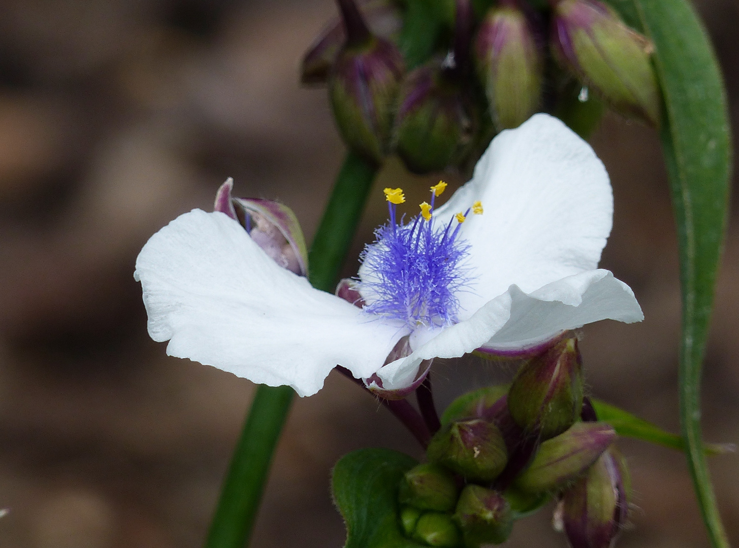 2020 06 tradescantia virginiana (Delaware)