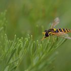 2020 08 09_Schwebfliege_0129