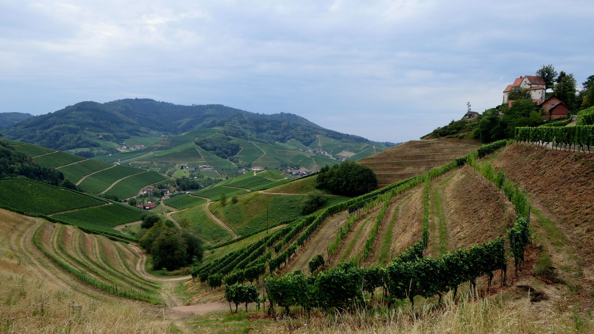 2020-08-13; Schloß Staufenberg mit Weinbergen