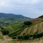 2020-08-13; Schloß Staufenberg mit Weinbergen