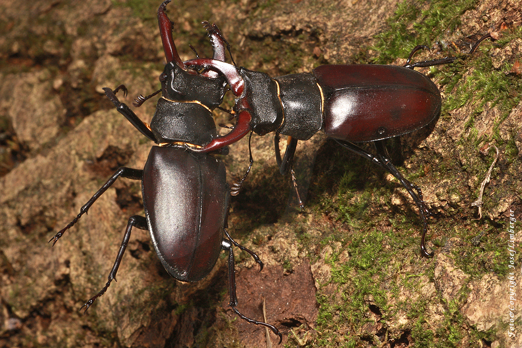 2020-08-14-9999_35 Hirschkäfer (Lucanus cervus) Männchen kämpfend Copyright Josef Limberger  