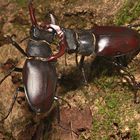 2020-08-14-9999_35 Hirschkäfer (Lucanus cervus) Männchen kämpfend Copyright Josef Limberger  