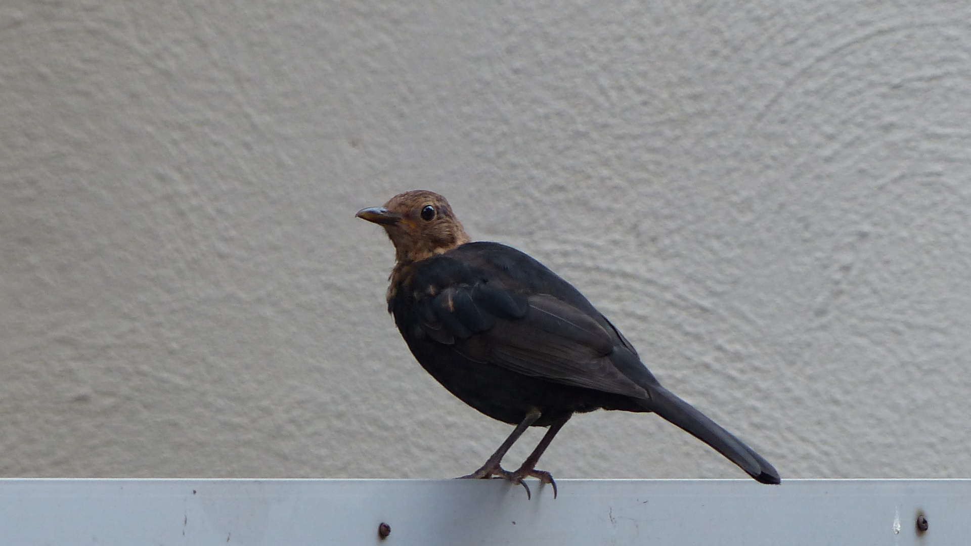 2020-08-17 - 07.56_Ochsenfurt - Cowbird