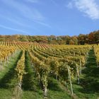 2020-10-25; Weinberg im Herbst