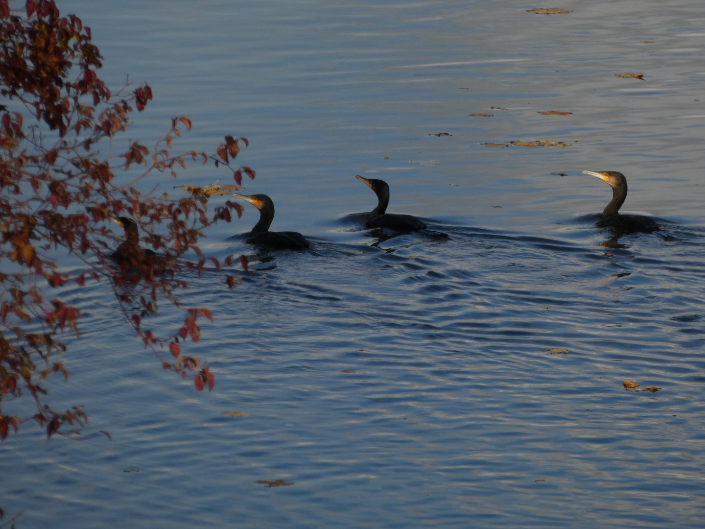 2020-11-3-Kormorane an dem Radbodsee