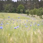 2020 | Oder-Neiße-Radweg: Guben - Lubmin