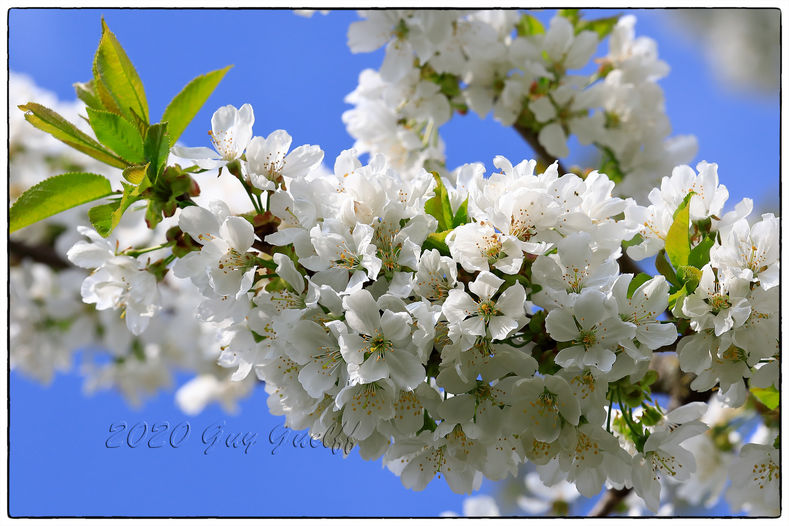 2020 Ostermontag Kirschblüte