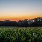 2020 Sonnenuntergang über einem Maisfeld