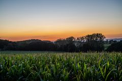 2020 Sonnenuntergang über einem Maisfeld