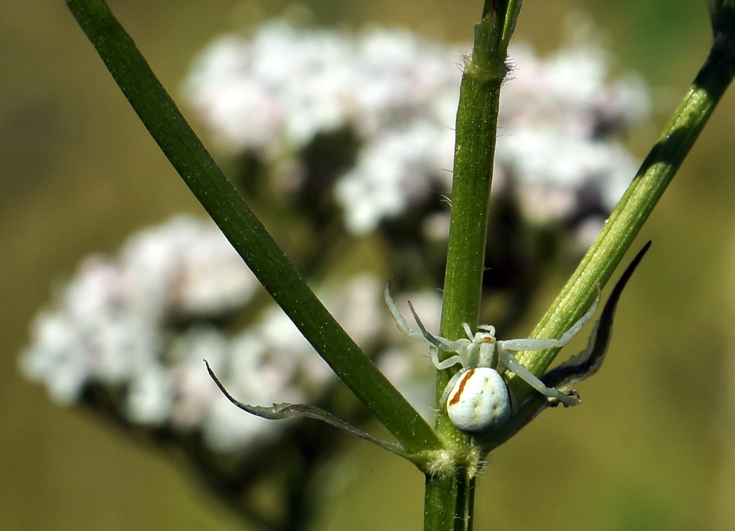 2020 Wald (82)