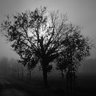 20200101_Baum im Nebel