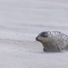 20200104 - Helgoland-Düne - _U8A5076