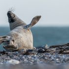 20200104 - Helgoland-Düne - _U8A5452