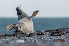 20200104 - Helgoland-Düne - _U8A5452