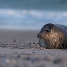 20200104 - Helgoland-Düne - _U8A6348