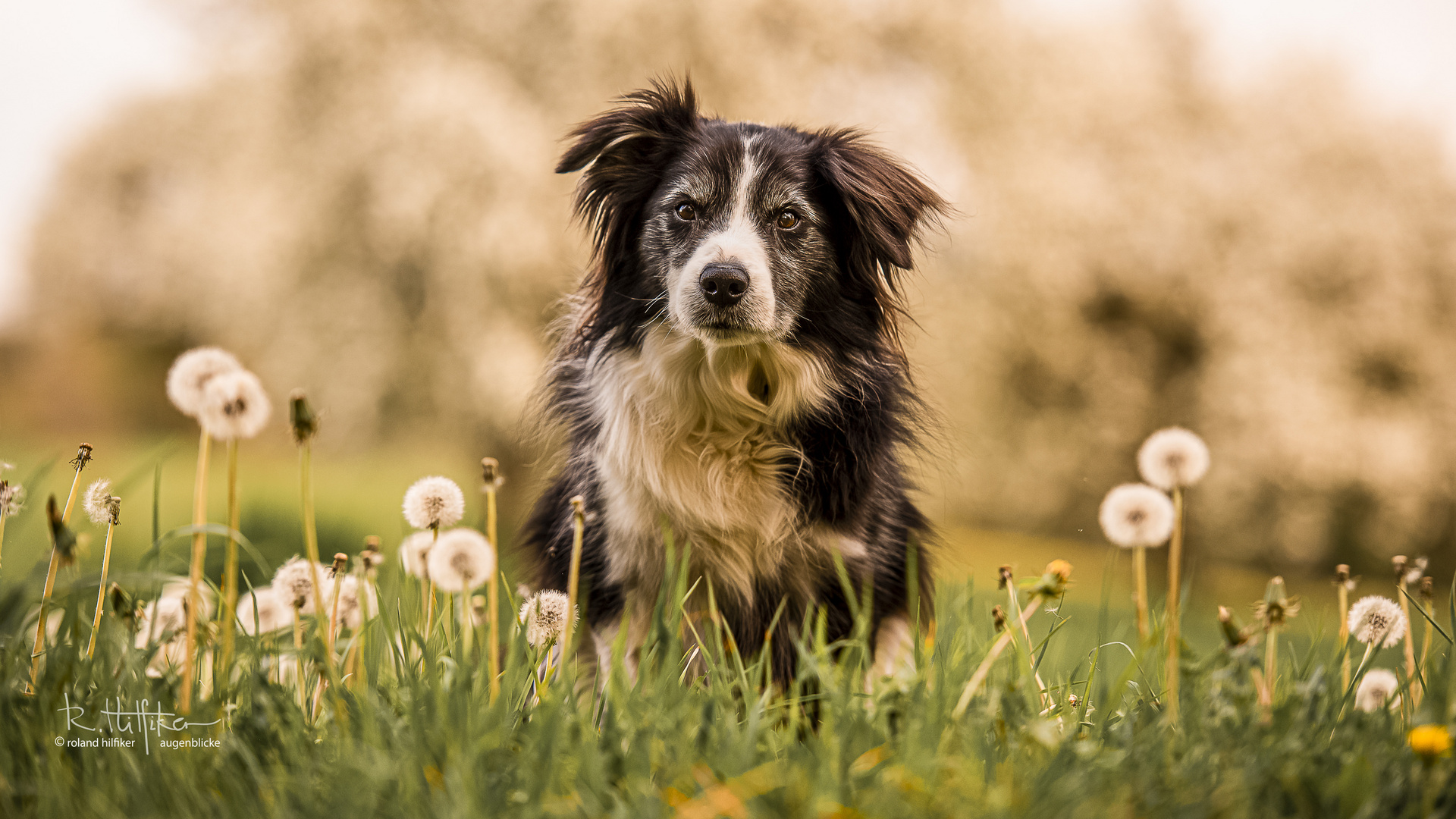 20200412_HundeShooting_YvonneUrs_Jasper_Flynn_Guiness_3590-1