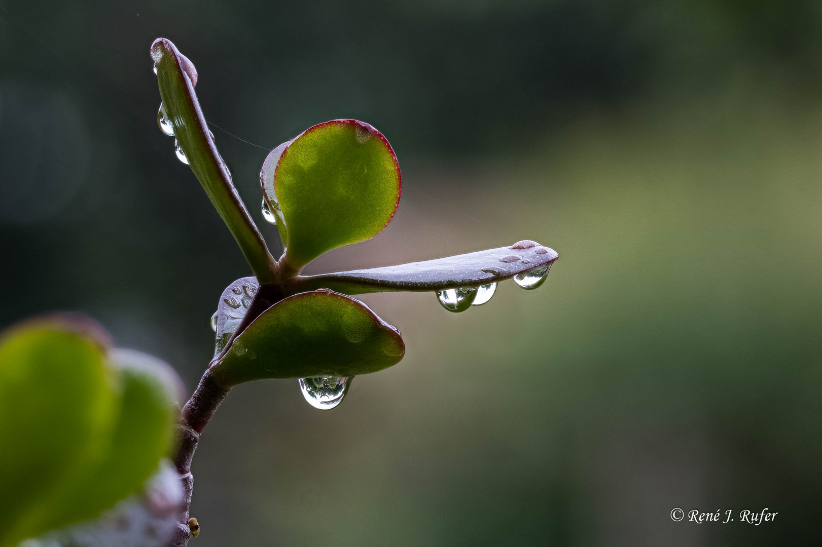 20200609-Crassula_ovata