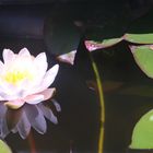 20200622_Seerose