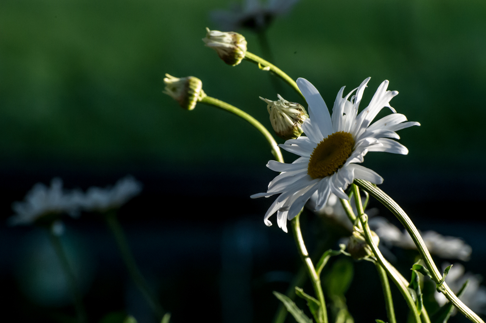 20200713 Blume sucht Licht